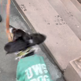 UWS Dog Sweatshirt (for dogs)